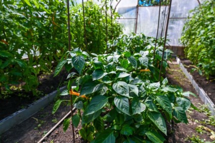 Агроном Константин Сичкин рассказал, как подготовить теплицу к началу дачного сезона