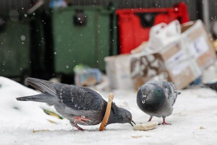 Снег тает, но все еще мешает: почему начались проблемы с вывозом мусора, рассказали в Минэкологии Челябинской области