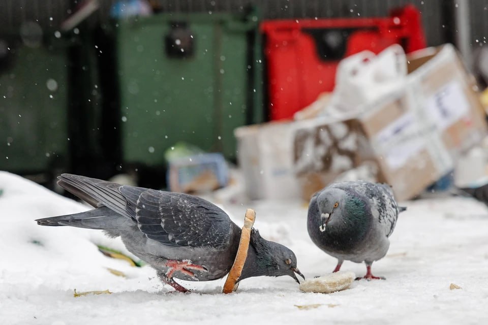 Снег тает, но все еще мешает: почему начались проблемы с вывозом мусора, рассказали в Минэкологии Челябинской области