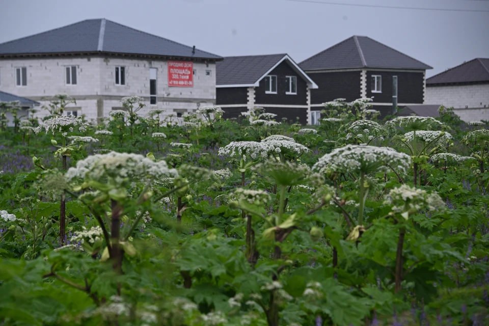 Челябинский ученый предупредил об угрозе борщевика