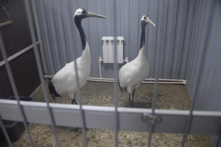 � ����������� �������� �������� ������ �������� �������