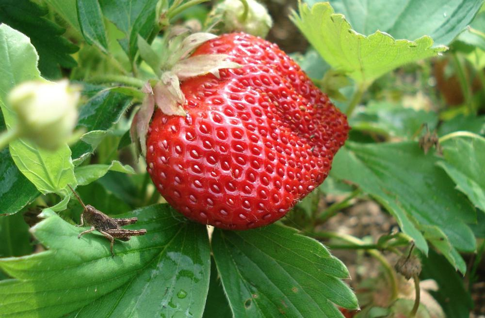 Секреты успешного выращивания земляники: опыт практиков и лучшие методы