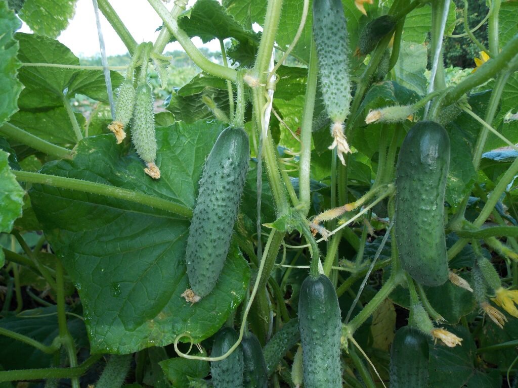 Как увеличить урожай огурцов: простые секреты