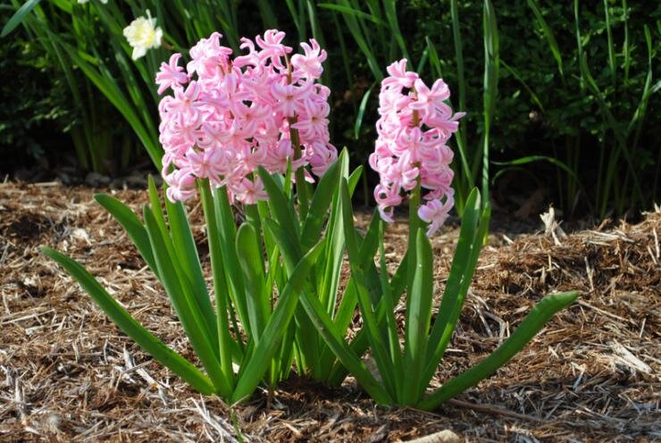 Как защитить дачные цветы от болезней и вредителей