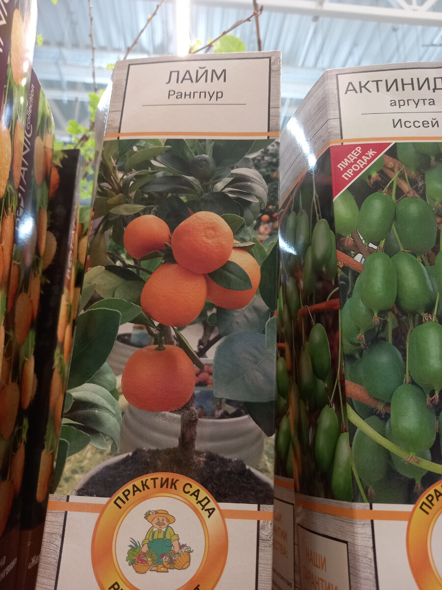 Экзотические растения Леруа: что нового и по каким ценам