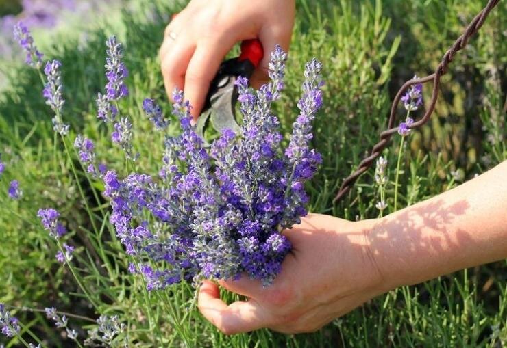 Обрезка лаванды и профилактика болезней