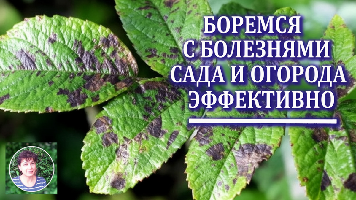 Как победить грибковые заболевания на огороде раз и навсегда