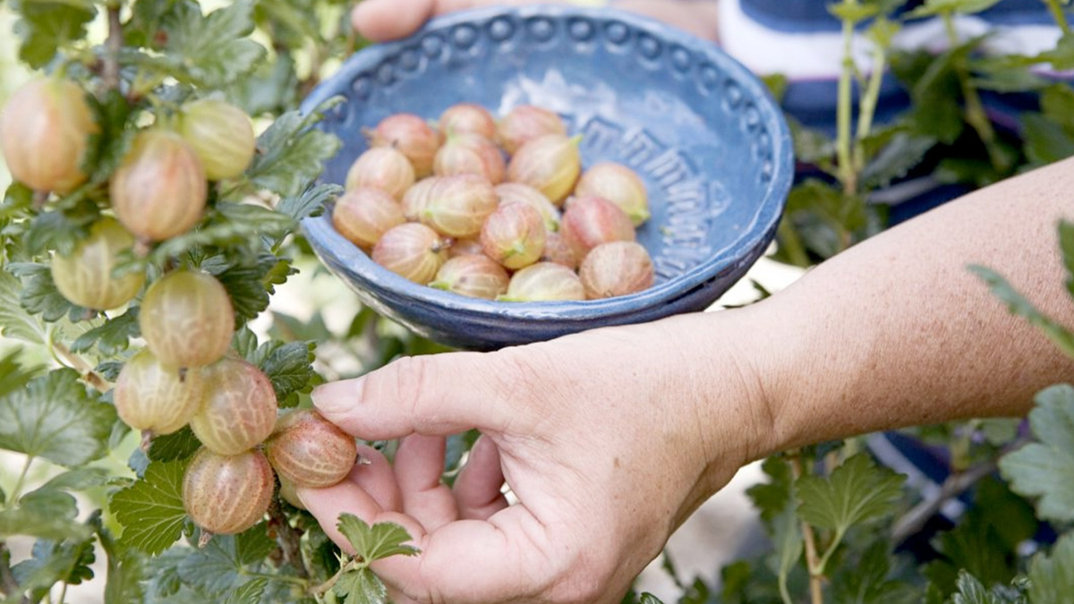 Как вырастить самый крупный крыжовник: секреты простых подкормок