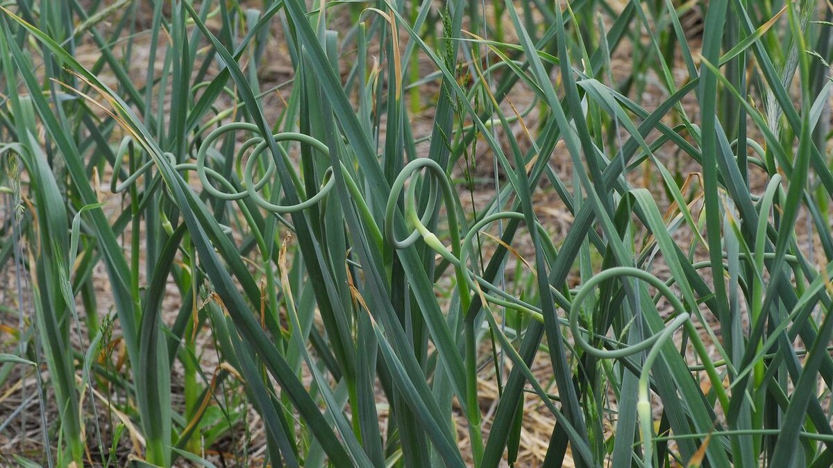 Как поддержать здоровье чеснока весной: советы по подкормке