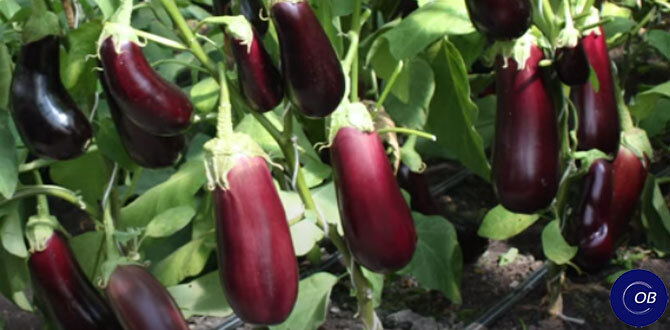 Как добиться отличного урожая баклажанов: секреты успешного роста