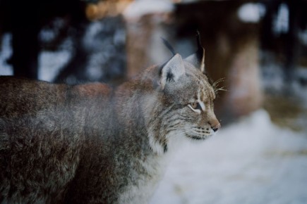 Наедине с ламами и тиграми: новый формат экскурсий в зоопарке Челябинска