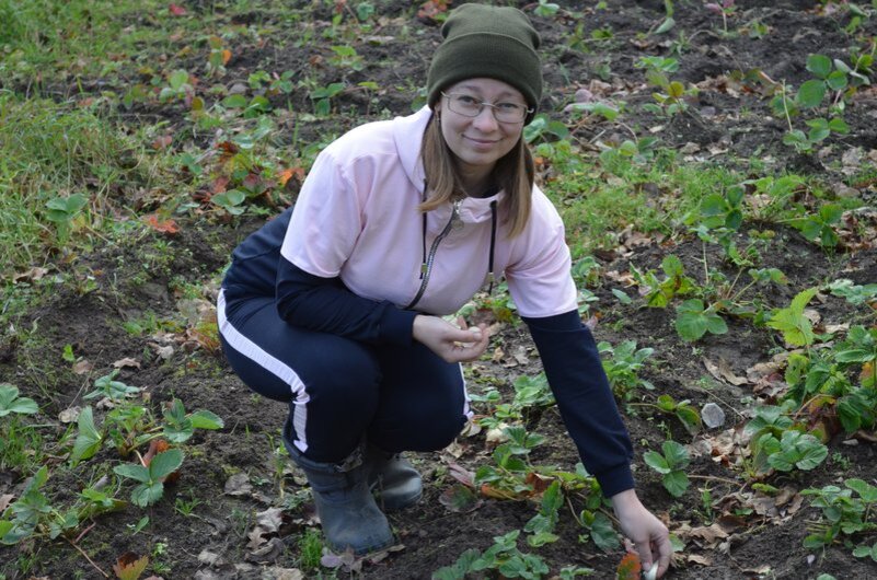 Как посадить чеснок на грядке с клубникой: советы и хитрости