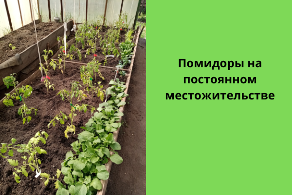 Как быстро высадить рассаду томатов, перцев и огурцов: 5 простых шагов