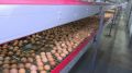 На птицефабрике в Чебаркуле задействовали искусственный интеллект для сортировки яиц