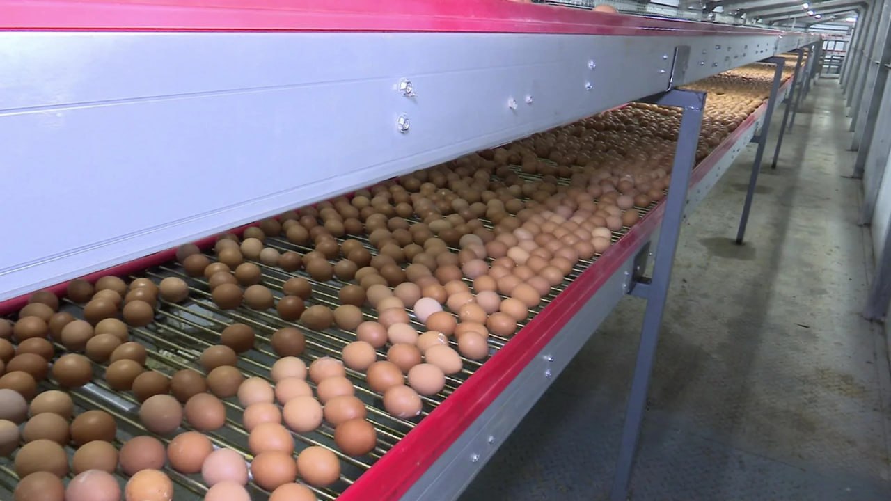 На птицефабрике в Чебаркуле задействовали искусственный интеллект для сортировки яиц