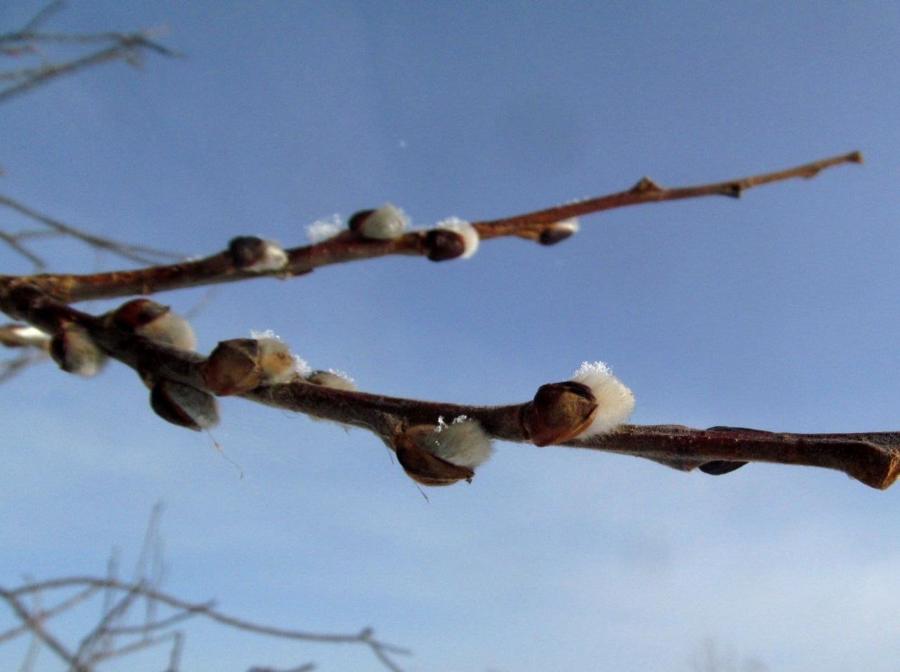 В парке Зигальга распустилась верба В парке Зигальга распустилась верба