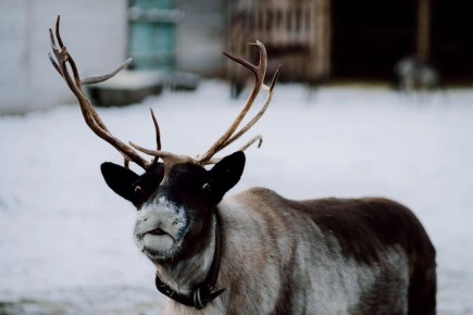 Обидчивый марал и макака-бунтарка: сотрудники челябинского зоопарка рассказали забавные истории о животных