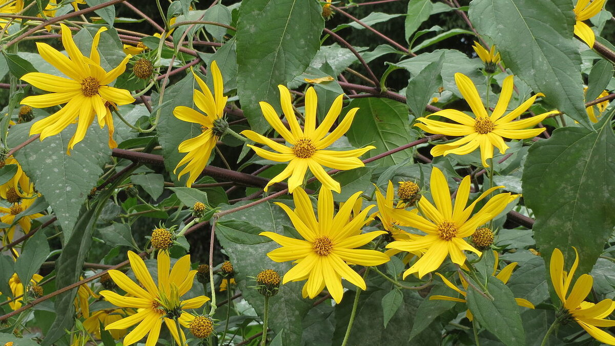 Земляная груша: как вырастить этот полезный корнеплод у себя на даче