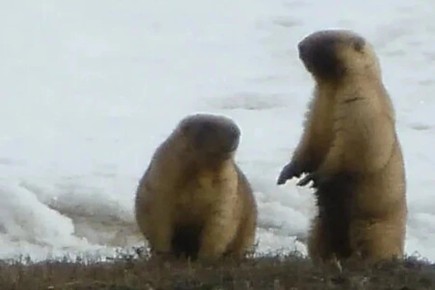 В Челябинской области проснулись сурки