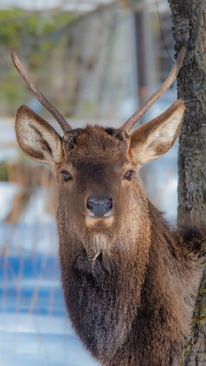 ��������� ������������� ����� "���������"