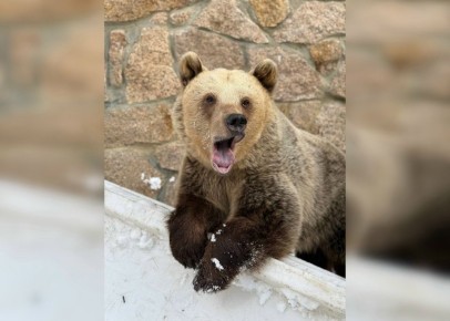 Йогурт, игры и косолапые: челябинцев зовут смотреть, как просыпаются медведи после зимы