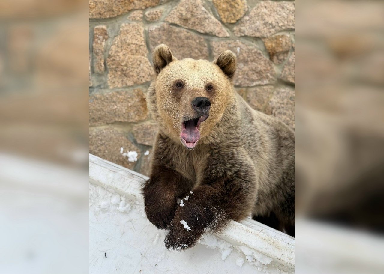 Йогурт, игры и косолапые: челябинцев зовут смотреть, как просыпаются медведи после зимы