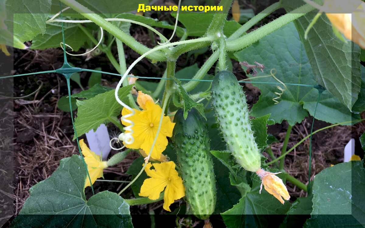 Какие овощи и цветы сажать в мае: полезные советы