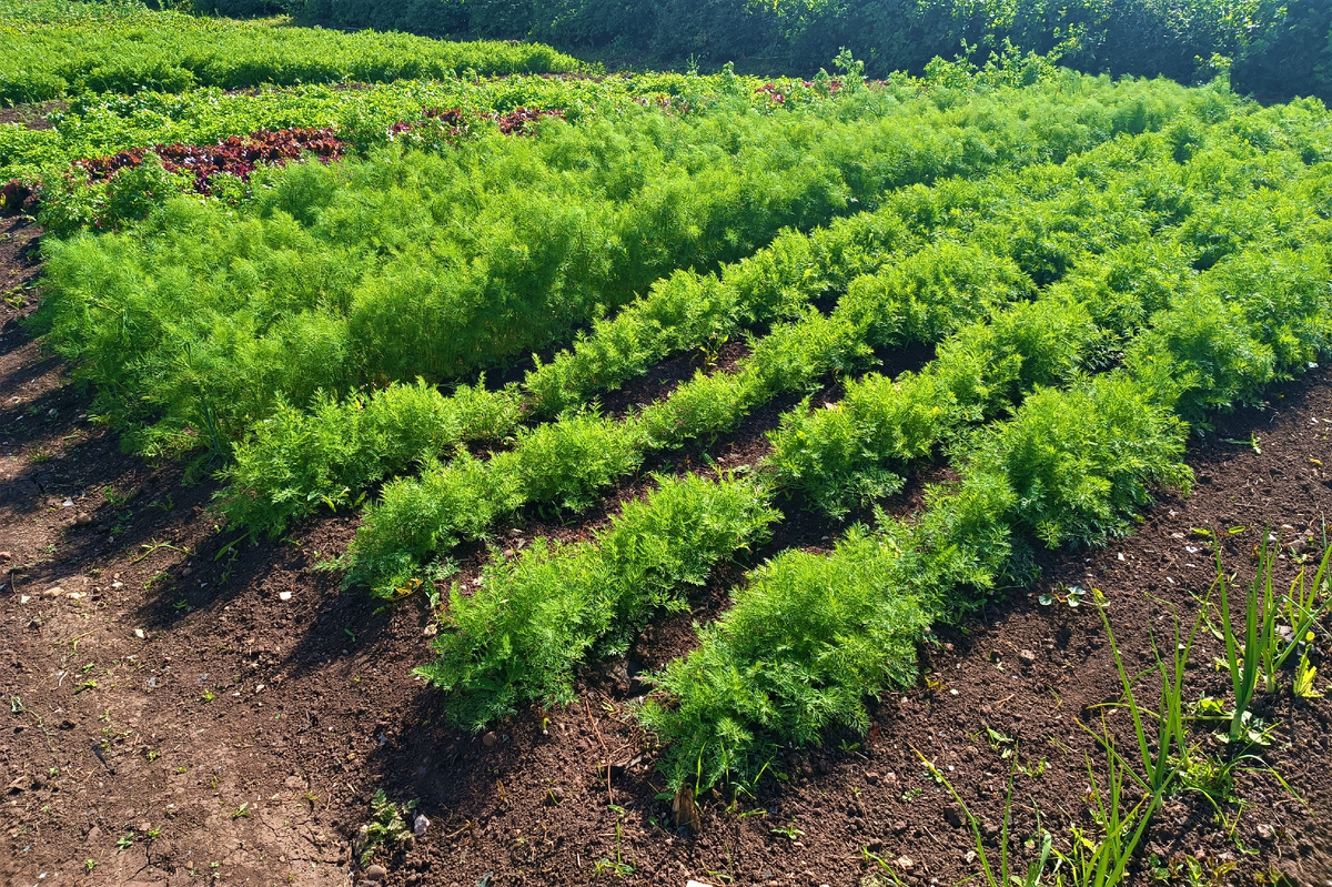 Весеннее пробуждение: как подготовить грядки для богатого урожая