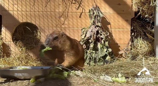 � �������� ���������� ���������� �����