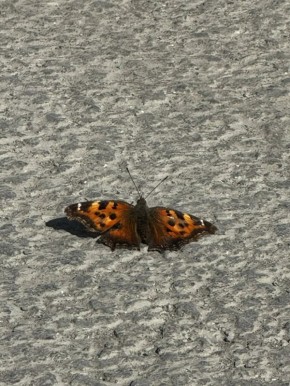 Челябинске заметили первых бабочек