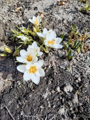 � ����������� ������� ������� �������