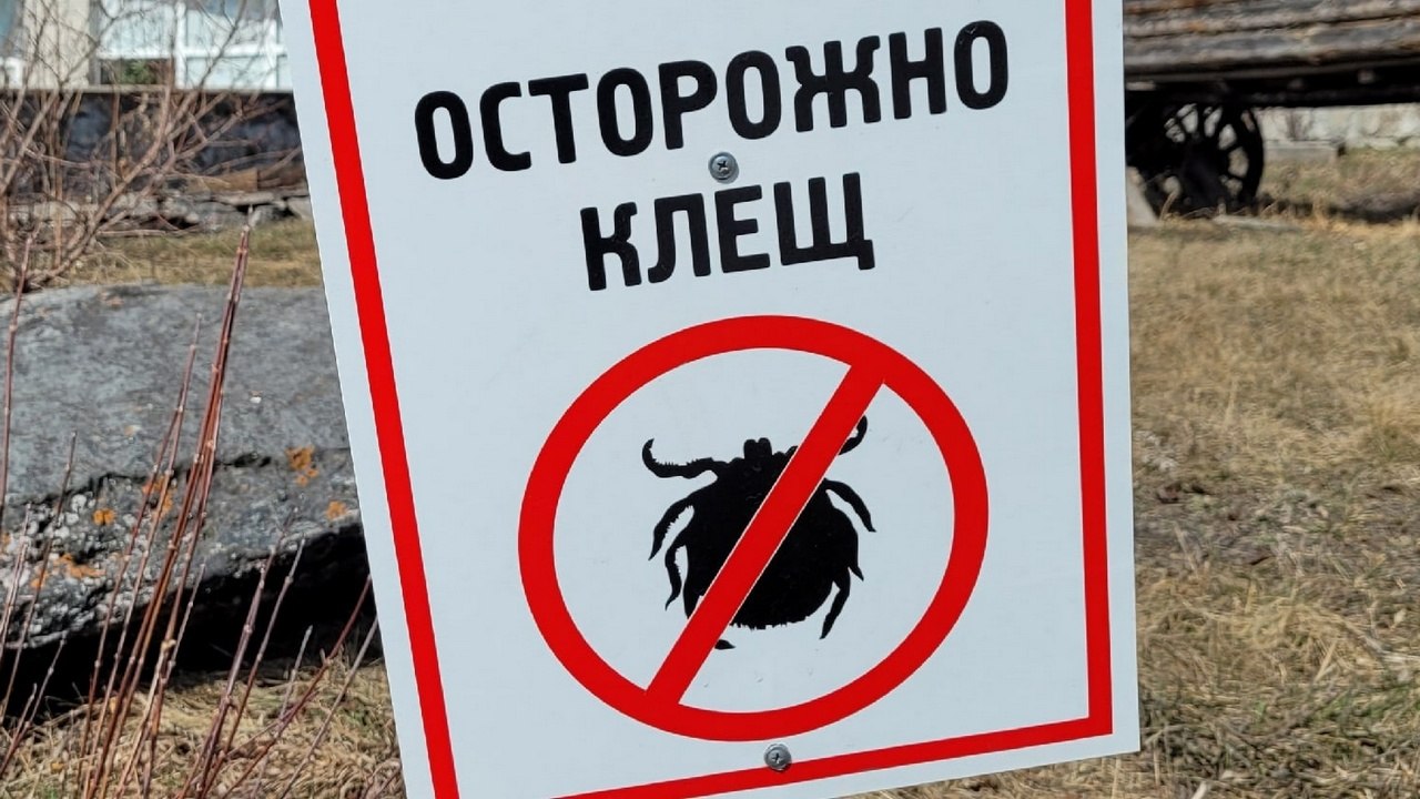 Первый случай укуса клеща в 2026 году зафиксирован в Челябинской области