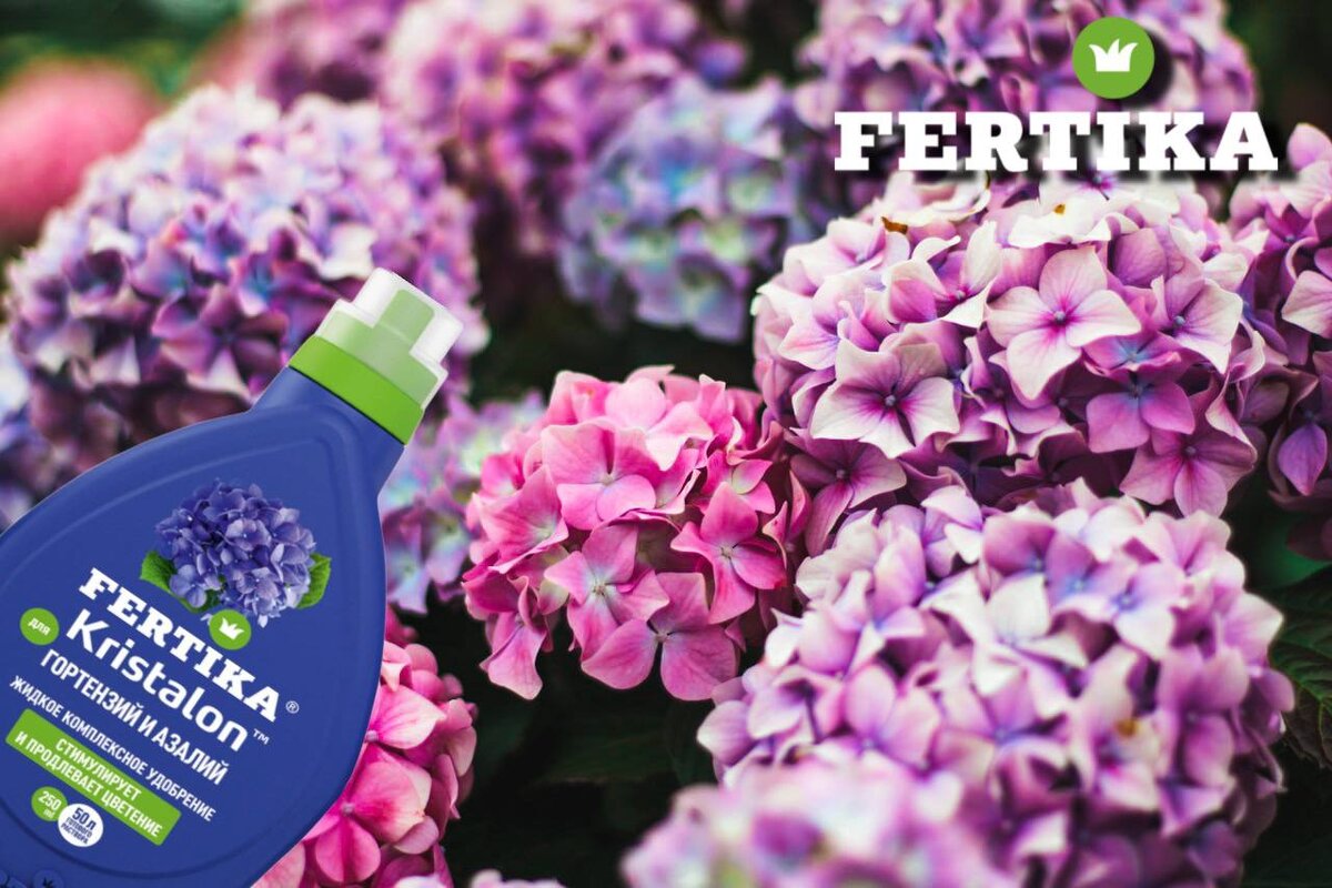 Разнообразие гортензий: как выбрать и ухаживать