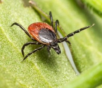 Началось… В регионе зафиксирован первый случай укуса клеща