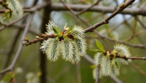 Вербное воскресенье 2026: когда празднуется, традиции и запреты