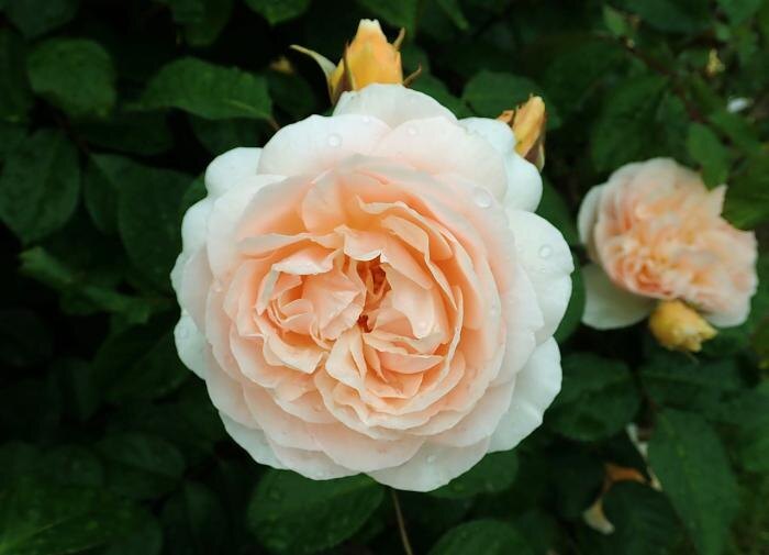 Как правильно обрезать розы: советы для садоводов