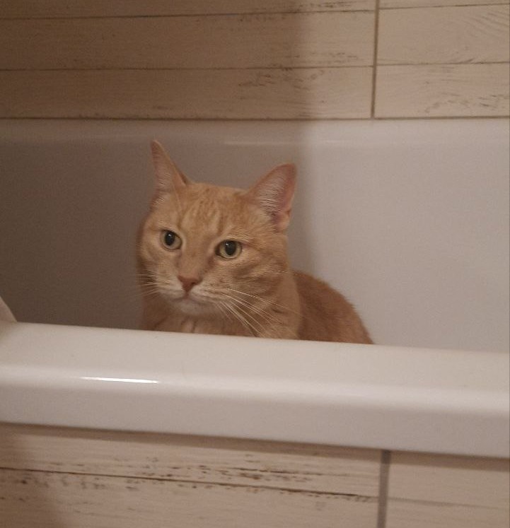 Летний арбуз и неожиданные приключения кота