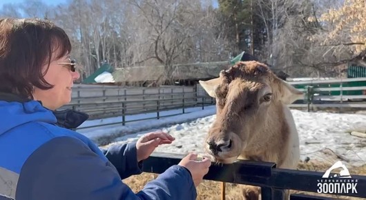 Челябинский зоопарк показал, как алтайский марал Горыныч скидывает рога