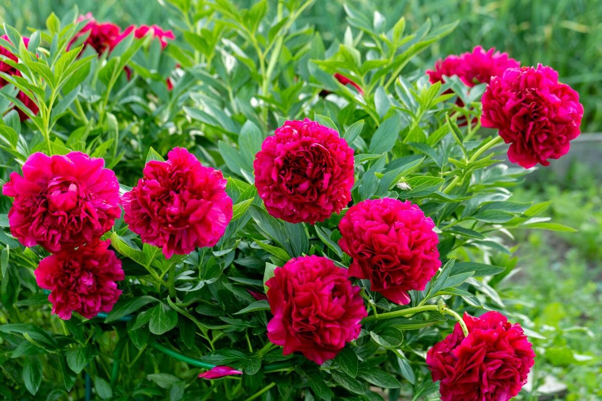 Секреты пышного цветения пионов: Как правильно их подкормить