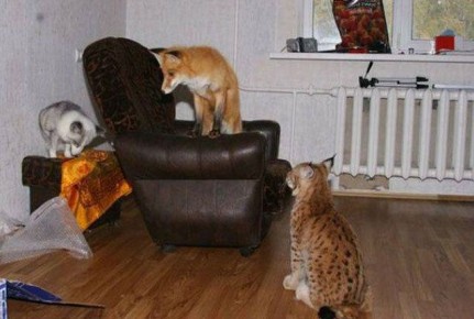 ��� ������� ���������� ������� ��� ��������