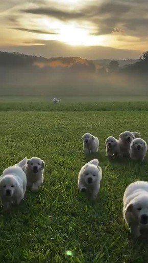 #������������31. ��� ����� ���� �����, ��� �������� �� ������ ������� � ����������� ������������ ���������� ������� � ���������� ��������