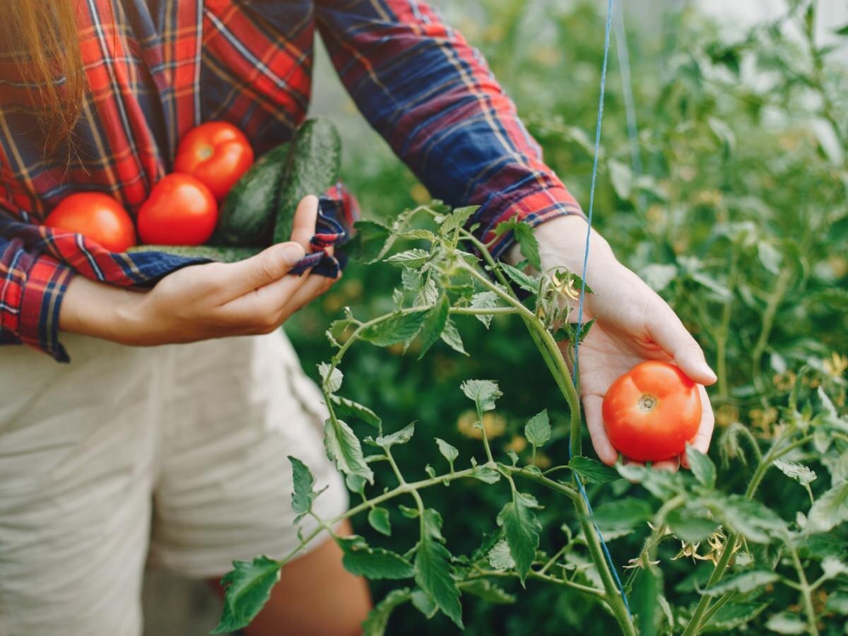 Секреты быстрого урожая помидоров: советы опытных дачников