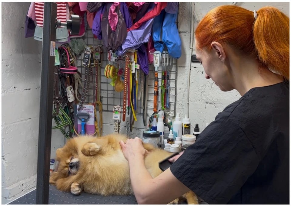 «Содержать денег нет»: заводчица отдала в приют шпицев, которых больше не может прокормить и вылечить «Содержать денег нет»: заводчица отдала в приют шпицев, которых больше не может прокормить и вылечить