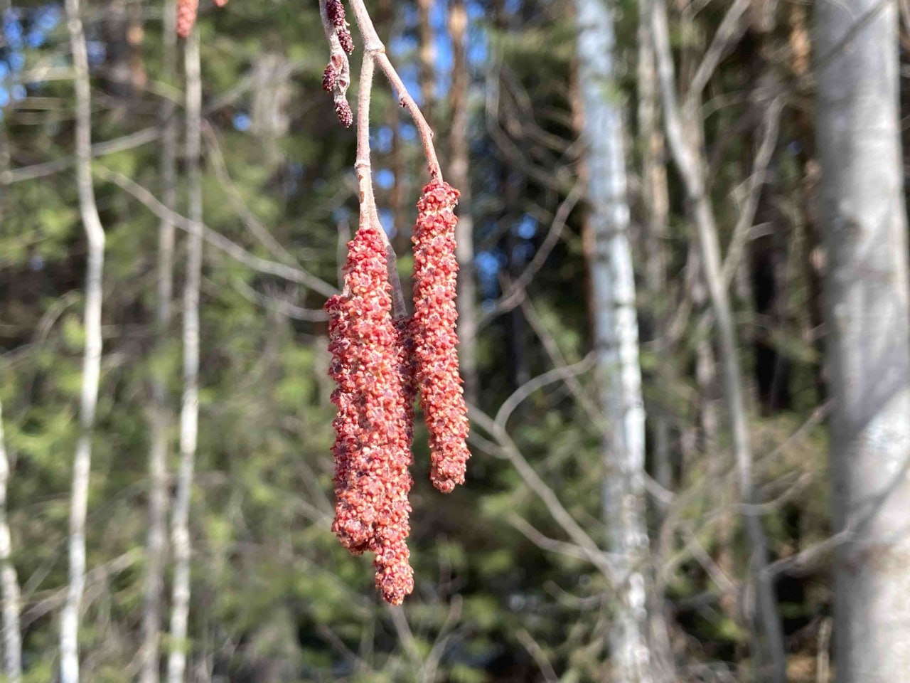 Комары появились в Челябинской области почти на месяц раньше обычного