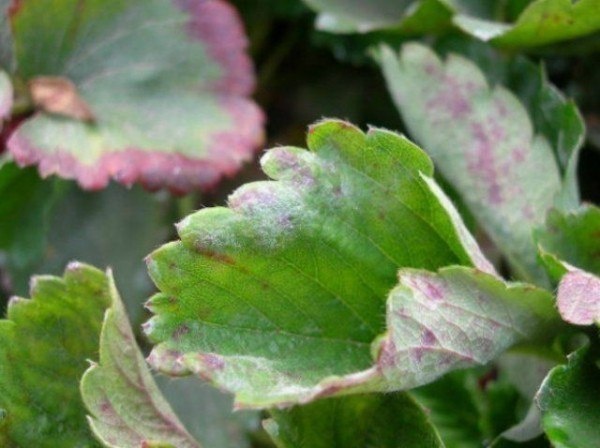 Клубника Ламбада: как вырастить эту сочную ягоду