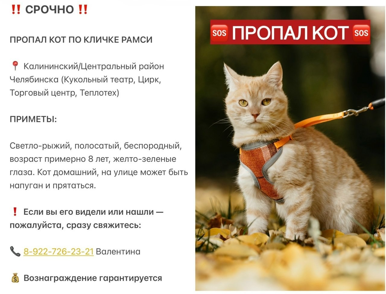 «Вернись домой, малыш»: семья с маленьким ребенком ищет рыжего кота Рамси, пропавшего в центре Челябинска