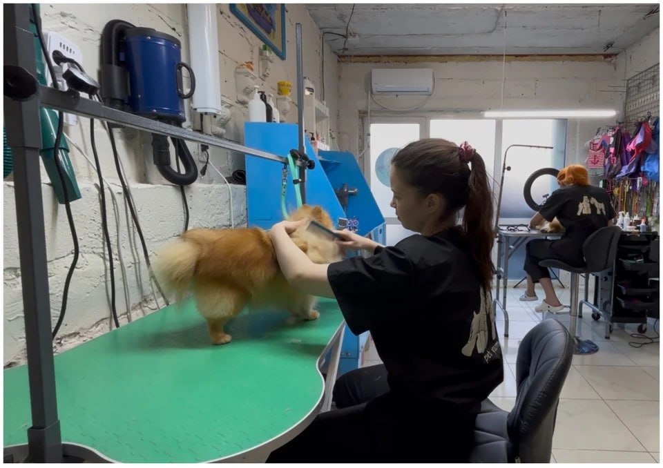 «Содержать денег нет»: заводчица отдала в приют шпицев, которых больше не может прокормить и вылечить «Содержать денег нет»: заводчица отдала в приют шпицев, которых больше не может прокормить и вылечить