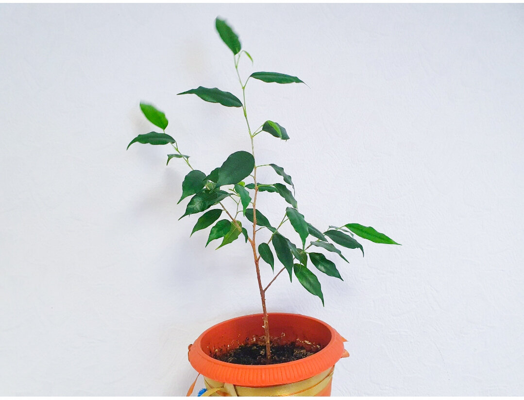 Сейчас самое подходящее время для процедуры с фикусом