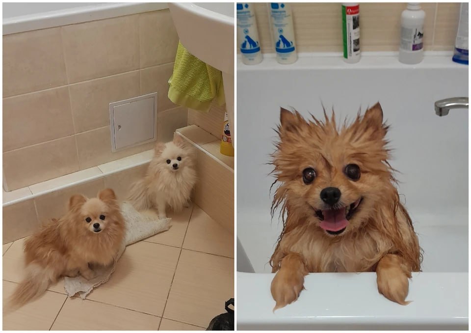 «Содержать денег нет»: заводчица отдала в приют шпицев, которых больше не может прокормить и вылечить «Содержать денег нет»: заводчица отдала в приют шпицев, которых больше не может прокормить и вылечить