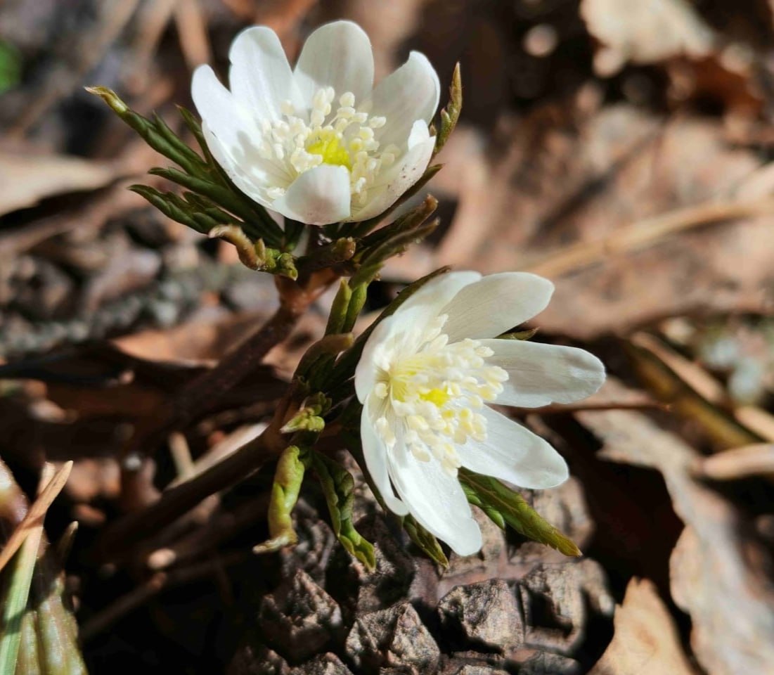 С добрым утром, земляки! С началом новой недели!